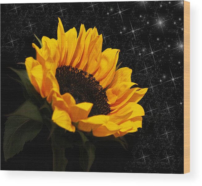 Sunflower Wood Print featuring the photograph Starlight Sunflower by Judy Vincent