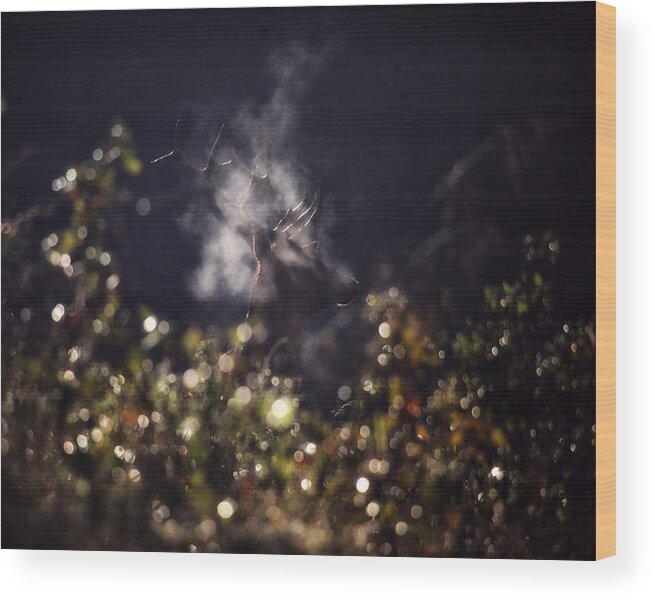 Bull Elk Wood Print featuring the photograph Steaming Bull Elk with Iris Flare by Michael Dougherty