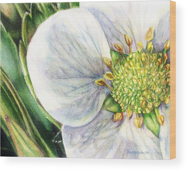 Strawberry Blossom Wood Print featuring the painting Strawberry Blossom by Shana Rowe Jackson
