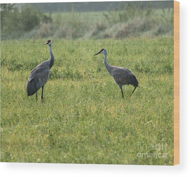 Sandhill Crane Wood Print featuring the photograph Strolling Cranes by Debbie Hart