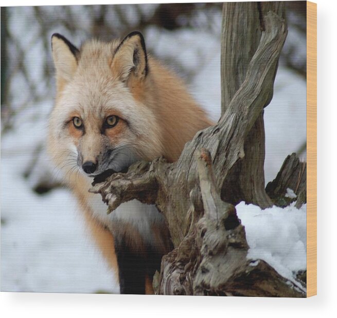 Fox Wood Print featuring the photograph Stunning Sierra by Richard Bryce and Family