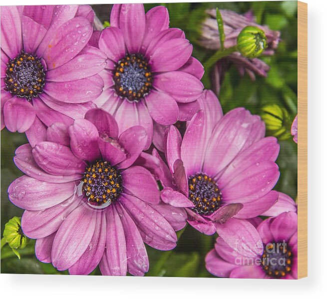 America Wood Print featuring the digital art Summer Pink 3 by Susan Cole Kelly Impressions
