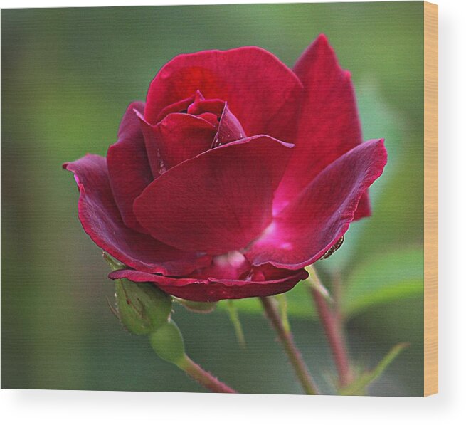 Red Rose Wood Print featuring the photograph Summer Rose by Karen McKenzie McAdoo
