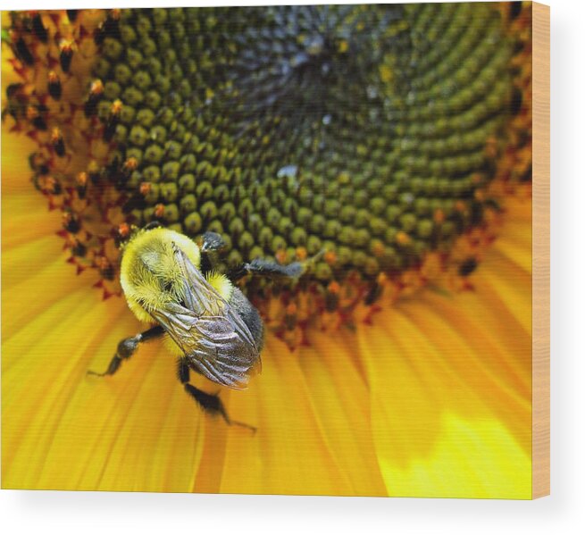 Yellow Wood Print featuring the photograph Sunflower Bee by Cynthia Clark