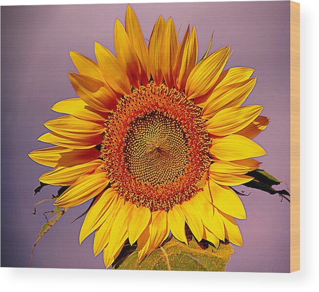 Big Sunflower Wood Print featuring the photograph Sunflower Time by Karen McKenzie McAdoo