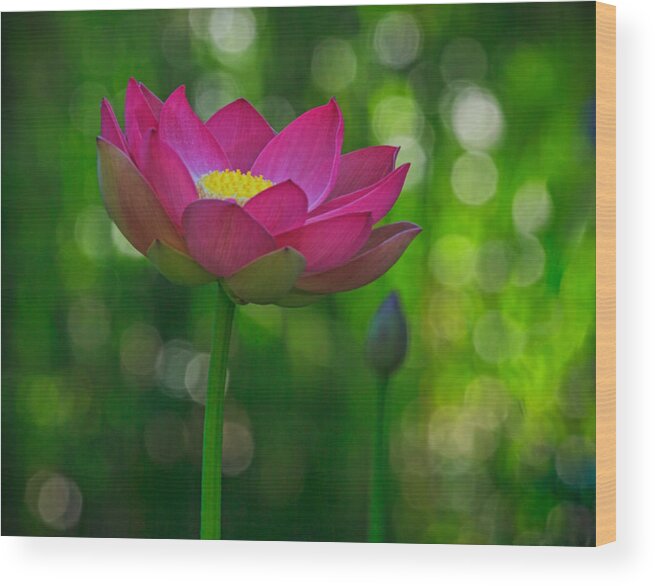 California Wood Print featuring the photograph Sunlight on Lotus Flower by Beth Sargent