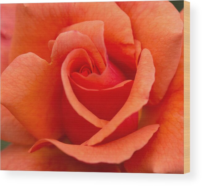 Tangerine Rose Wood Print featuring the photograph Suzanne's Rose by Cathy Donohoue