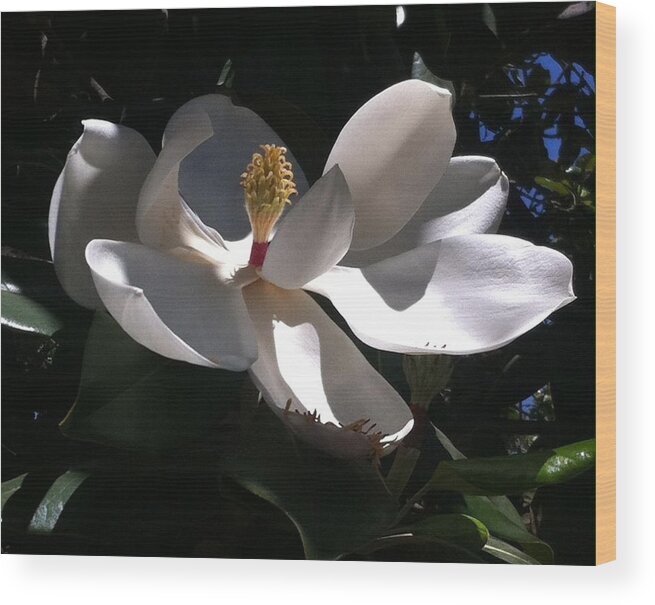 White Flower Wood Print featuring the photograph Sweet Magnolia by Gerry High