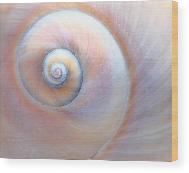 Seashell Wood Print featuring the photograph Swirls by Angela Murdock