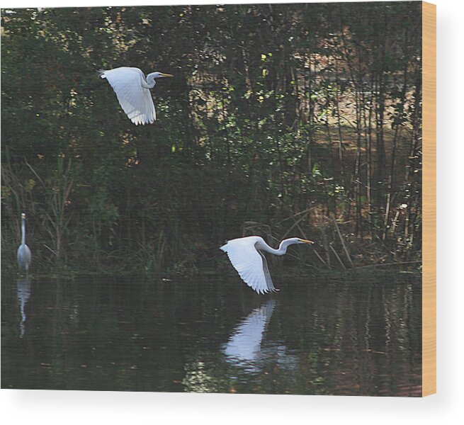 Birds Wood Print featuring the photograph Animal 8 by Albert Fadel