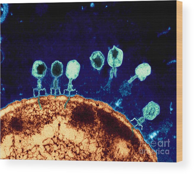 Bacteriophage Wood Print featuring the photograph T-bacteriophages and e-coli by Eye Of Science