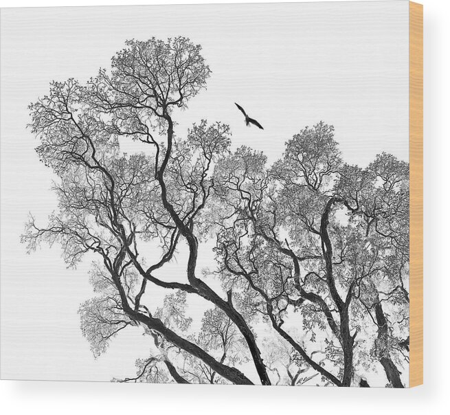Bird Wood Print featuring the photograph Taking Flight by Russell Brown