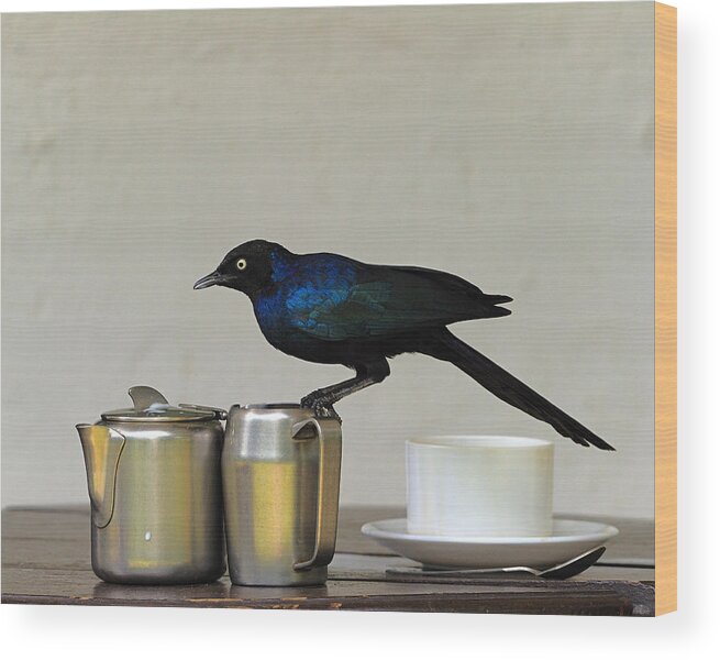 Ruppell's Long-tailed Glossy Starling Wood Print featuring the photograph Tea Time in Kenya by Tony Beck