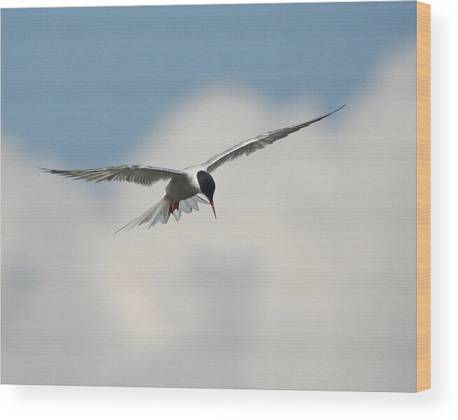 Wildlife Wood Print featuring the photograph Tern in Flight by William Selander
