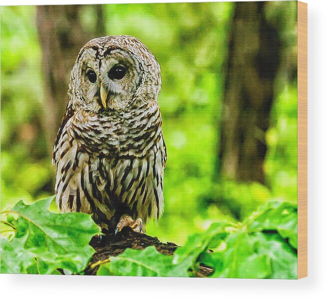 Barred Owl Wood Print featuring the photograph The Barred Owl by Louis Dallara