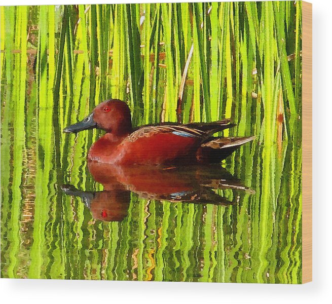 Cinnamon Teal Duck Wood Print featuring the photograph The Cinnamon Teal by Timothy Bulone