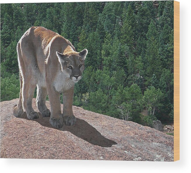 Cats Wood Print featuring the digital art The Cougar 1 by Ernest Echols