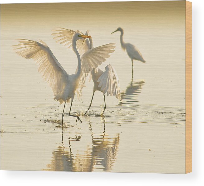 Avian Wood Print featuring the photograph The Dance by Melinda Dreyer