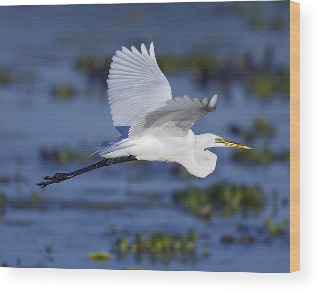 Elegant Wood Print featuring the photograph The Elegant Great Egret in Flight by Gary Langley