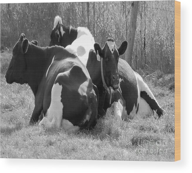 Cows Wood Print featuring the photograph The Girls by Jim Rossol