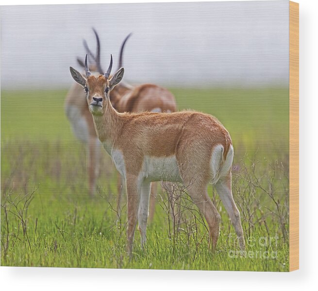 Horns Of A Dilemma Wood Print featuring the photograph The Horns of a Dilemma by Gary Holmes