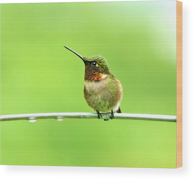 Hummingbird Wood Print featuring the photograph The Hummer And the Tomato Cage by Lara Ellis