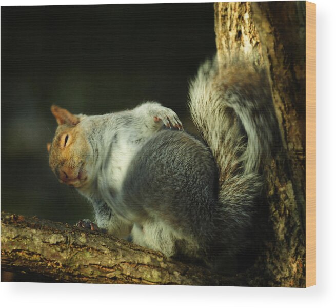 Squirrel Wood Print featuring the photograph The Itch by Rebecca Sherman