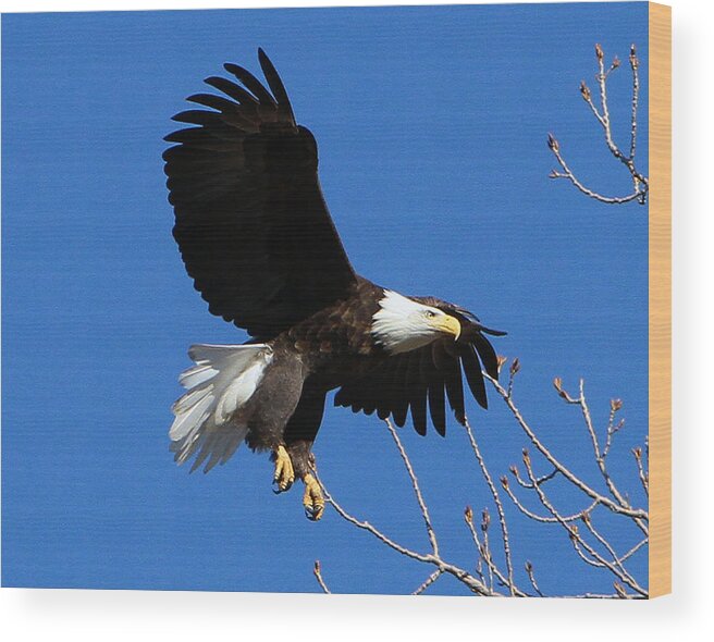 Eagles Wood Print featuring the photograph The Landing by John Freidenberg