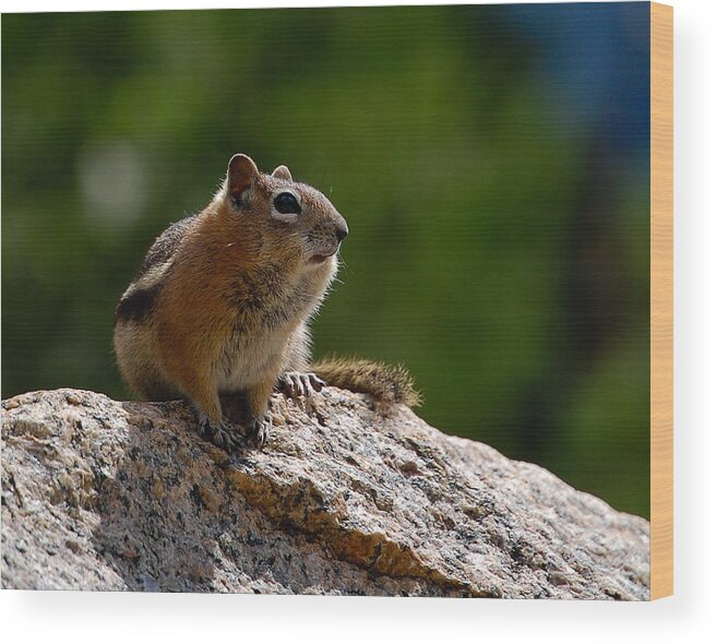Golden Mantled Squirrel Wood Print featuring the photograph The Lookout by Jennifer Kano