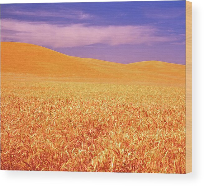 Steptoe Butte Wood Print featuring the photograph The Palouse Steptoe Butte by Ed Riche