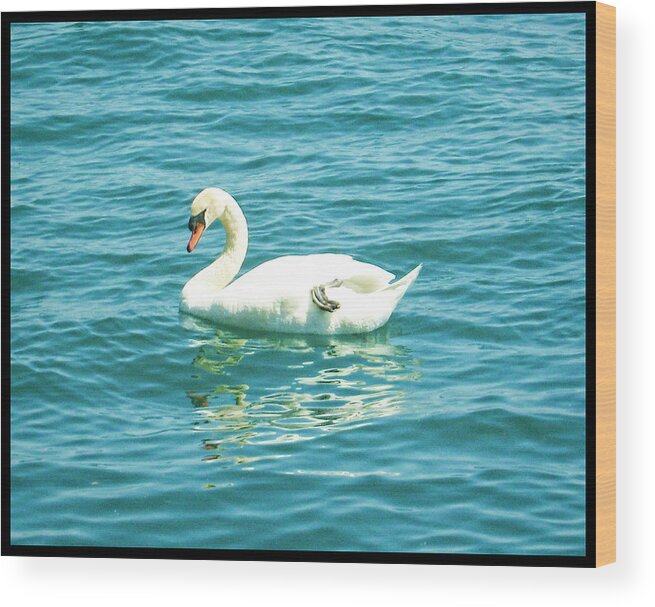 Shawn Wood Print featuring the photograph The Swan by Shawn Dall