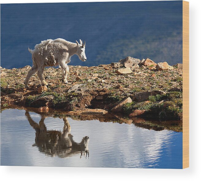 Mountain Goats Wood Print featuring the photograph The Walk-About by Jim Garrison
