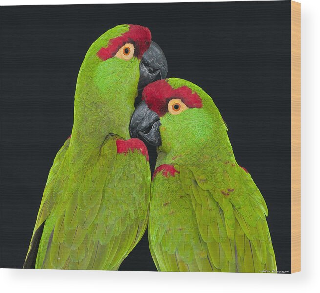 Avian Wood Print featuring the photograph Thick-billed Parrot Pair by Avian Resources
