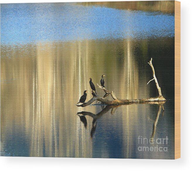 Cormorants Wood Print featuring the photograph Different Perspectives by Michelle Twohig