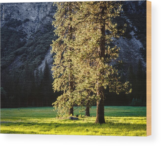 California Wood Print featuring the photograph Trees in Sunset Light by Alexander Fedin