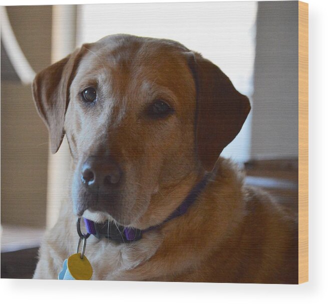 Rescue Lab Mandy Wood Print featuring the photograph Tribute to Rescue Dogs by Shawn Hughes