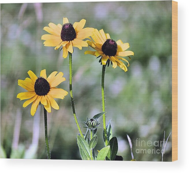 Trio Wood Print featuring the photograph Trio by Janice Drew