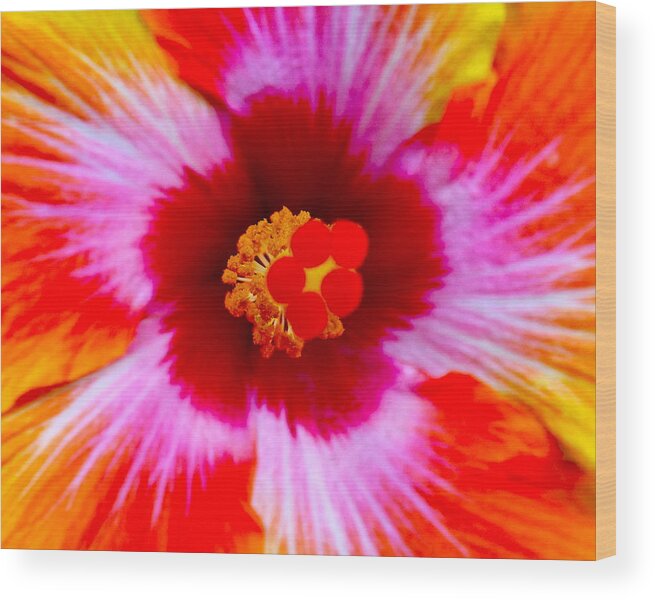 Flower Wood Print featuring the photograph Tropical Tie-Dye by Jean Wright