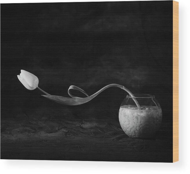 Analog Wood Print featuring the photograph Tulip No. 3 by Xavi Heredia
