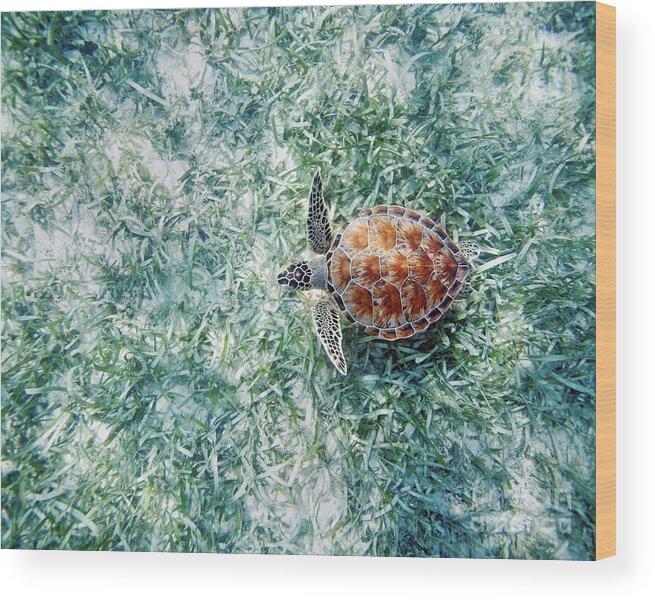 Animal Art Wood Print featuring the photograph Turtle Underwater Scene by M Swiet Productions