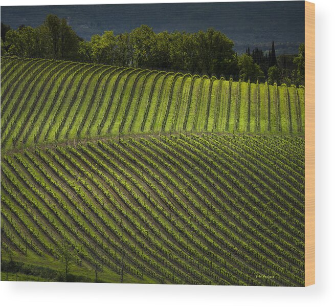 Italy Tuscany Monteriggioni Agriculture Wood Print featuring the photograph Tuscany Vineyard Series 3 by John Pagliuca