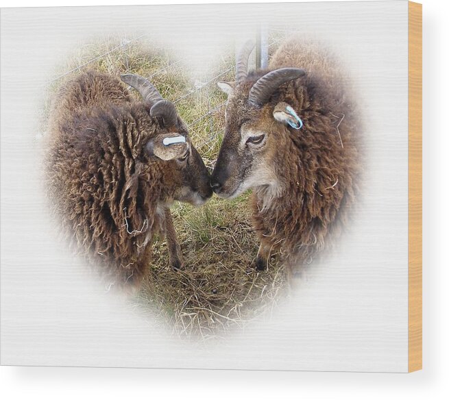 Ewe Wood Print featuring the photograph Twin Soays by Catherine Ali