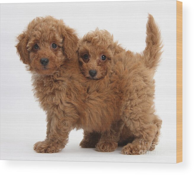 Nature Wood Print featuring the photograph Two Cute Red Toy Poodle Puppies by Mark Taylor