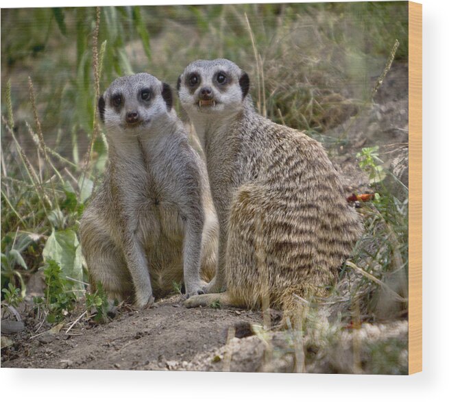 Two Meerkats Wood Print featuring the photograph Two Meerkats by Her Arts Desire