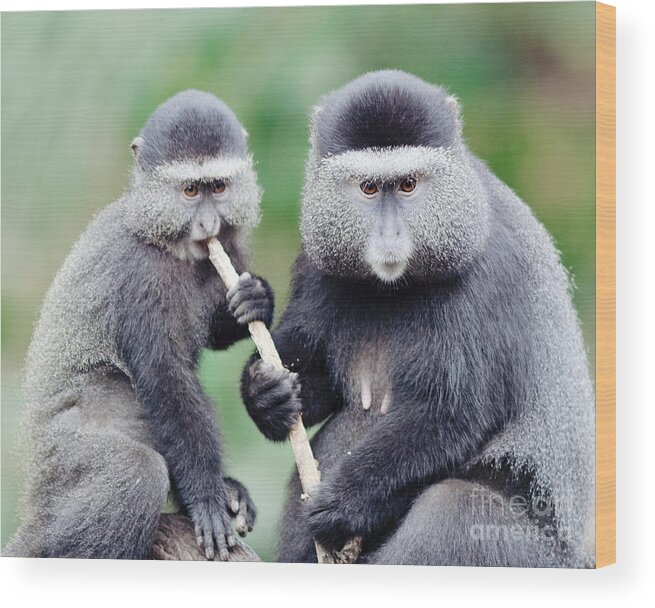 Monkey Wood Print featuring the photograph Two Monkeys by Pam Holdsworth