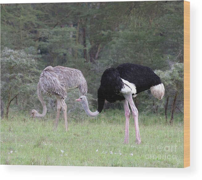 Ostrich Wood Print featuring the photograph Two Ostriches by Chris Scroggins