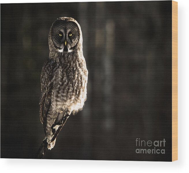 Owl Wood Print featuring the photograph Unshaken by Lori Dobbs