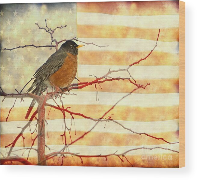 American Robin Wood Print featuring the photograph USA American Robin by James BO Insogna
