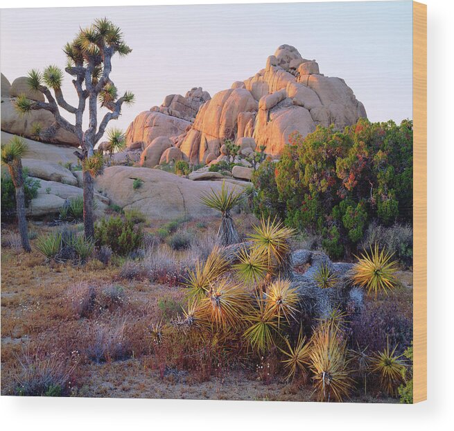 Abundance Wood Print featuring the photograph USA, California, Joshua Tree National by Jaynes Gallery
