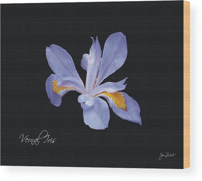 Vernal Iris Wood Print featuring the photograph Vernal Iris by Joe Duket